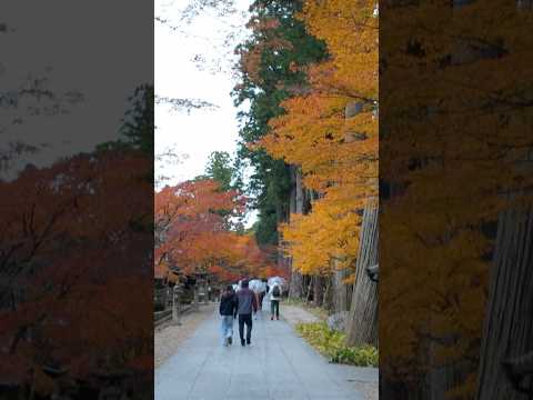 Japanese Autumn Colours