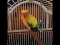 A Tribute to Sunnybird 1998 - 2020