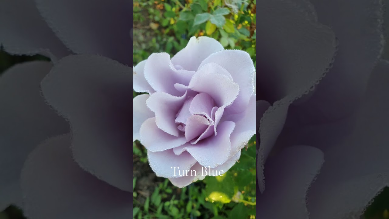 Turn Blue(Торн Блу): продаж, ціна у Київській області. Розсада і