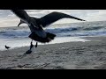 Seagulls by the Pacific Ocean (4K 60fps nature sound)