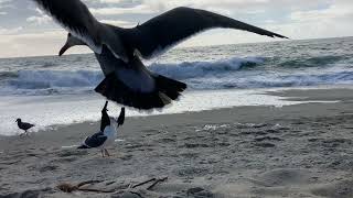 Seagulls by the Pacific Ocean (4K 60fps nature sound)
