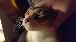 Rubbing My Cat's Ears Leads to Loud Purring!