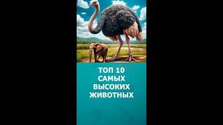 Топ 10 самых высоких животных #шортс #животные #интересное #топ10 #shorts #комарик