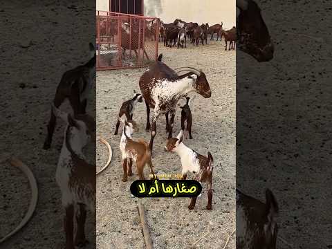 ماعز الدهم الوشح