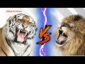 Tiger Growl VS Lion Growl - Tiger VS Lion Growl