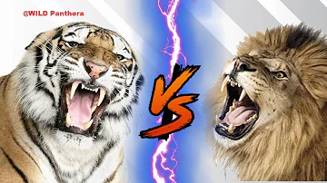 Tiger Growl VS Lion Growl - Tiger VS Lion Growl