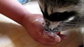 Bea Nascht Einen Fruchtzwerg