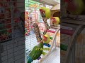 I advise all bird owners watching this: parrots need to sharpen their beaks regularly, otherwise,