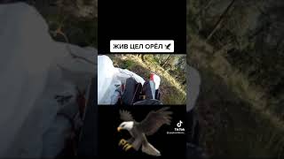 ЖИВ ЦЕЛ ОРЁЛ 🦅