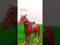 #audio #music #universe #astronomy #space #horse #арабскиелошади #лошадки