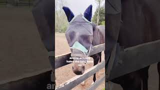 Protect Your Horse During Fly Season with Durable Weatherbeeta Fly Masks