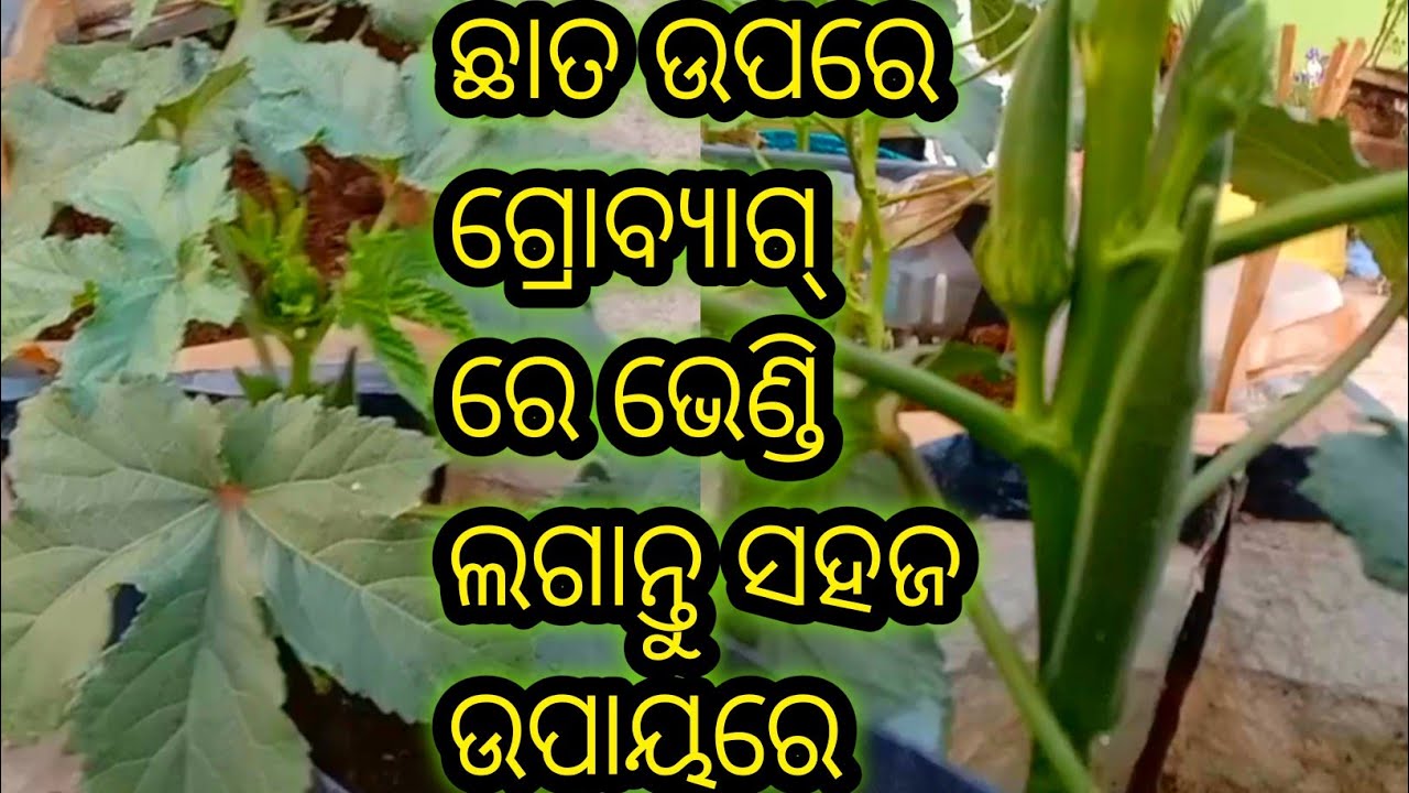 ଛାତ ଉପରେ ଗ୍ରୋ ବ୍ୟାଗ୍ ରେ ଭେଣ୍ଡି କିପରି ଲଗାଇବା ! Grow organic Bhindi at home in Grow bags !#gardening 