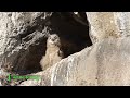 006- Le jeune hibou Grand-Duc du château