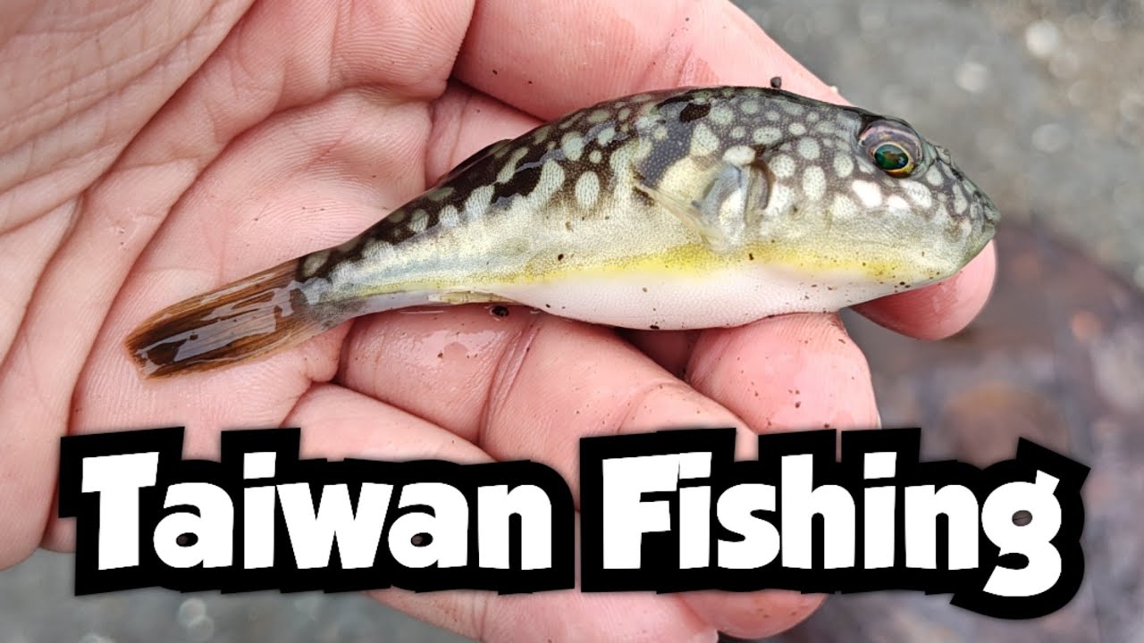 Fishing a Harbor in Taiwan | Taiwan Fishing 🇹🇼 - YouTube