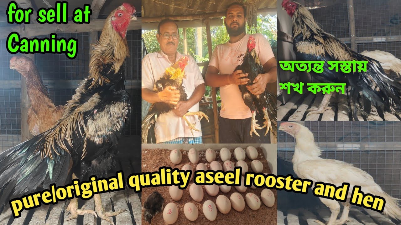 তামিল মুরগি পালনে এতো লাভ কিভাবে সম্ভব/নিজের হাতের তৈরি ব্রুডিং মেশিনে এতো বাচ্চা ফোটায়@Theskybirds