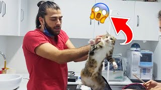 SABIKALI KEDİ MİNNOŞ! Çok Saldırgan Dediler! #TheVet