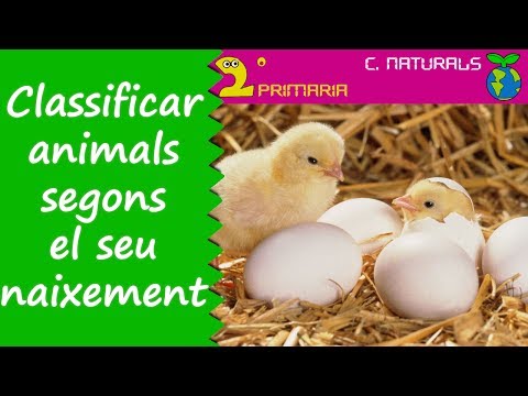 Vídeo: Com s'adapten els animals a la sabana?