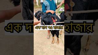দেশি ছাগল একদম ৭৫ হাজার। মনসা পূজার ছাগল।#shorts