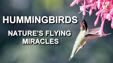 Hummingbirds: Nature