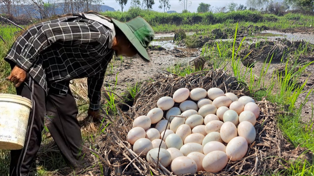Wow Wow unique  -A farmer collects a lot of duck eggs around the lake in the fields.