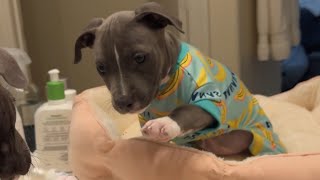 My Puppy’s Morning Routine by Knight and Aston 46,512 views 1 month ago 1 minute, 12 seconds