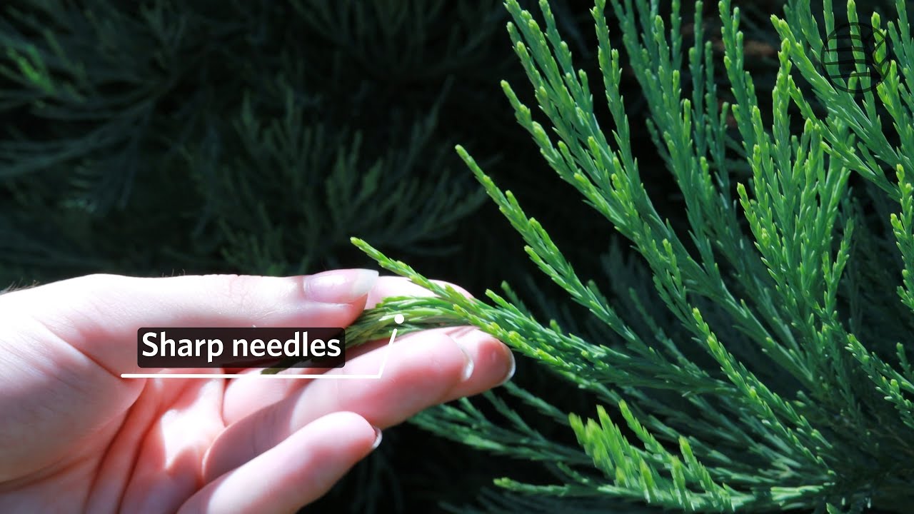 Giant sequoia | Sequoiadendron giganteum