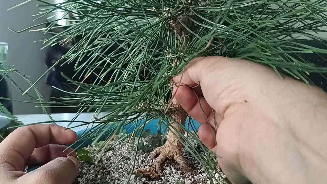 Выщипывание игл и выбор побегов японской черной сосны 🌲 — бонсай с нуля
