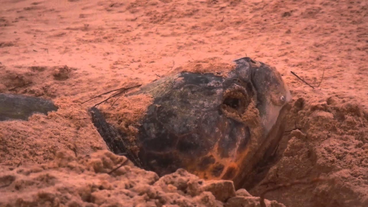 Loggerhead Turtle Nesting At Sunset - YouTube