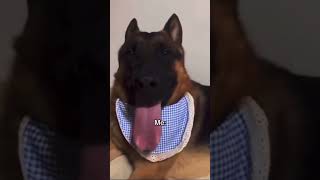 Frantic breathing, 4th form, overheated dog#running#meme#dog#breathing#funny