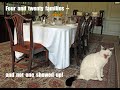 Pride and Prejudice and Kitties Trailer