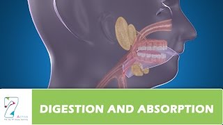 DIGESTION AND ABSORPTION