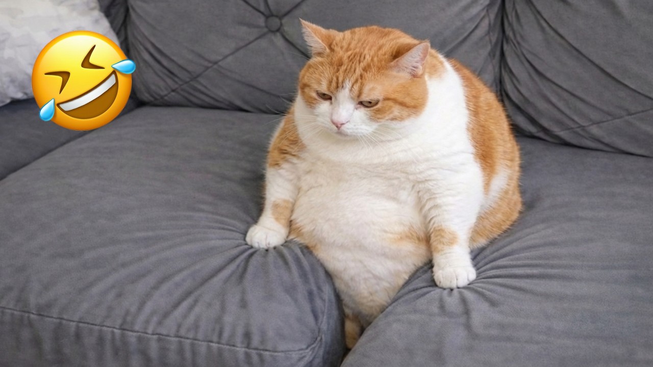 Эти забавные животные заставят вас смеяться без остановки 😂