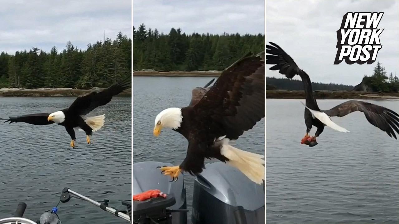 Eagle Snatching Bald eagle snatches fisherman's salmon right off his boat | New York ...