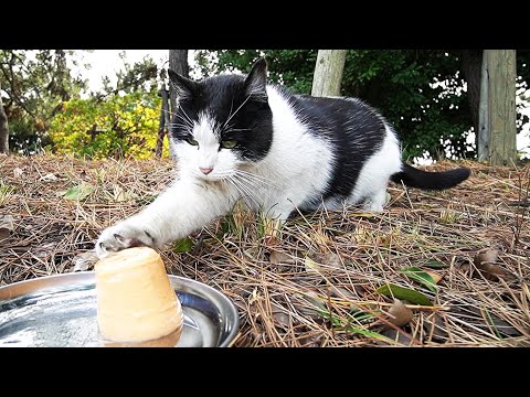 はじめてちゅ～るタワーを見たであろう猫の反応とは？ 野良猫 感動猫動画 ASMR