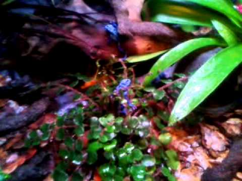 ballo bibaho newly built terrarium for my blue darts