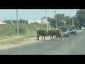 Драка БЫКОВ на дороге в Астрахани.