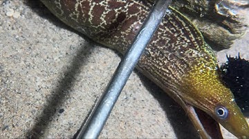 Diving under the sea to catch eels, crabs and sea cucumbers | Part 121-1