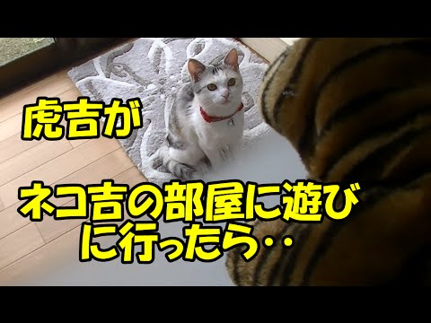 rejoice sinach Cat's kick & biting! Tora-kichi hanging out at a Neko-Cat's room♪