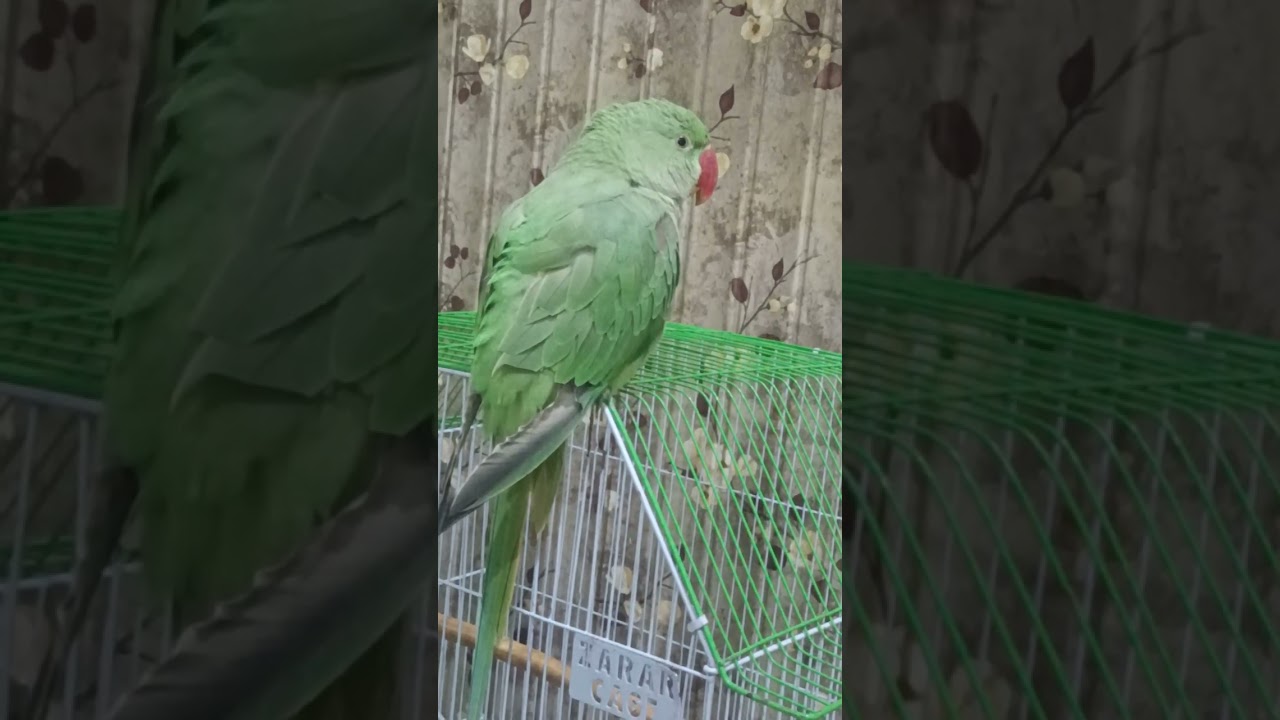 Amazing Talking Parrot Saying “Mithu Mithu” | Parrot_reacts