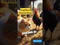 Mudah Banget, Tutorial Bikin Kucing AI Viral, Ternyata begini caranya.