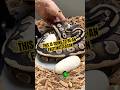 I can’t wait to share this season’s journey with you! #molinarosnakelab #storytime #pythons #eggs