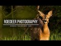 BEST TIME TO PHOTOGRAPH ROEDEER | Wildlife Photography, Roedeer Photography, Vlog
