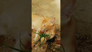 Cat playing 😅 | Playing cat | Cat play video | Playing cats funny | Cat playing sound | Cat | Cats