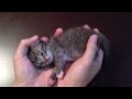 手のひらで甘える赤ちゃん猫 baby cat on my hands