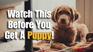 First Days With Your New Puppy: What To Do?