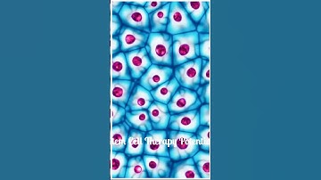 Regenerating the Optic Nerve: The Future of Eye Treatment | Stem Cells |