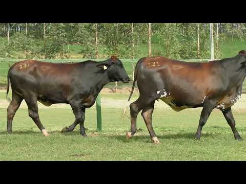 LOTE 131   23º LEILÃO GIROLANDO FAZENDA SANTA LUZIA