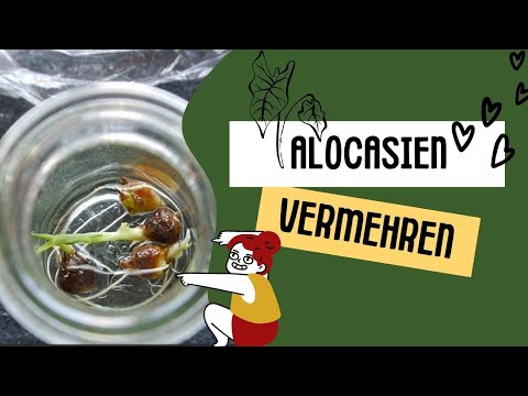 Was ist aus