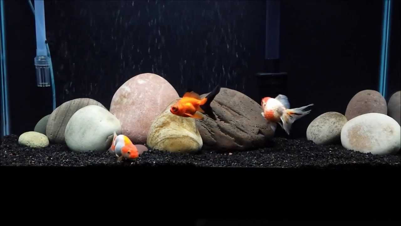 Goldfish tank - YouTube