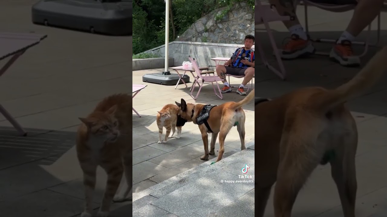 Dogs afraid of cats